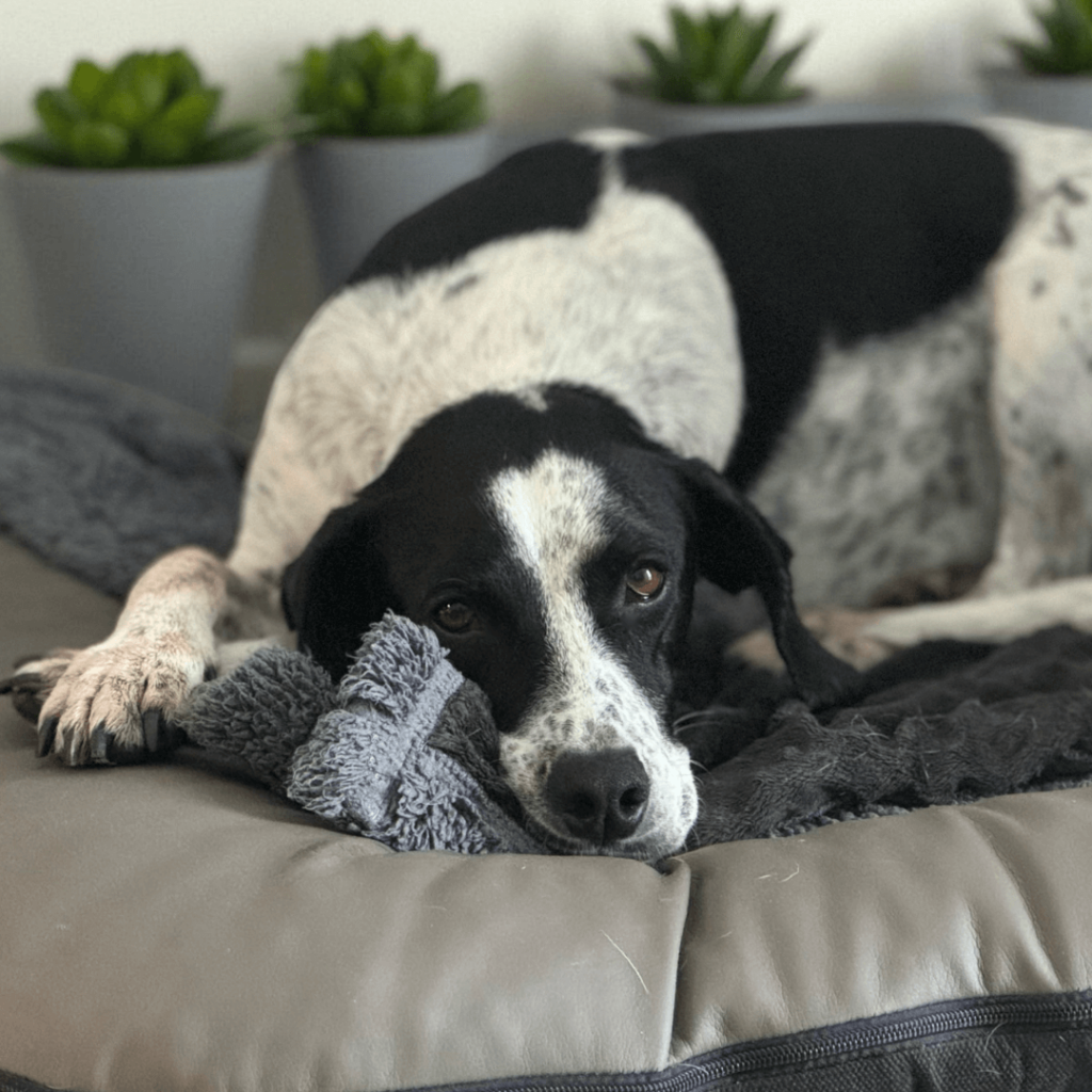 OTERLA Bürohund Genny