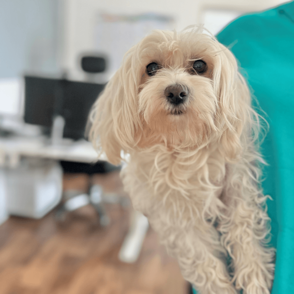 OTERLA Bürohund Lucy